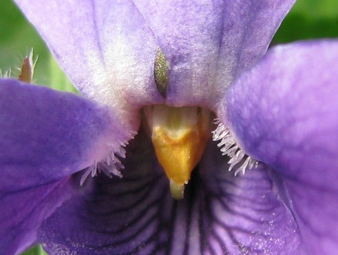 English Violet, Ordinary violet, Common blue violet, Garden Violet

